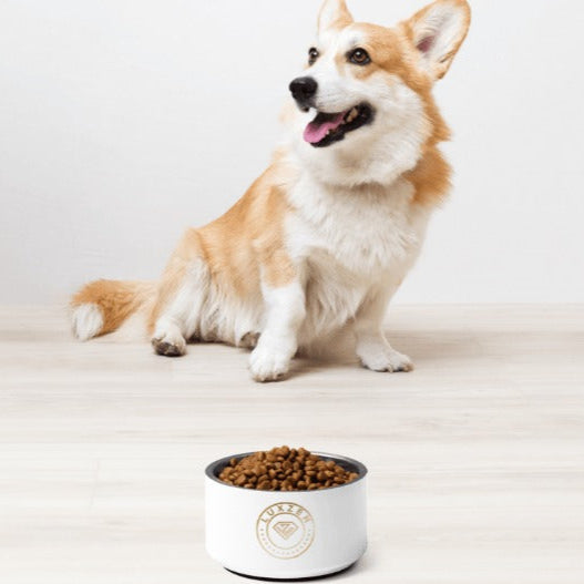 The Luxzen Dog Bowl | Elevated Style for Your Best Friend